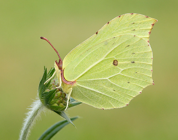 Brimstone Gonepteryx rhamni