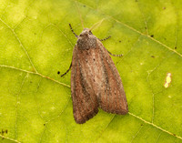 73.142 BF2379 Small Rufous Coenobia rufa
