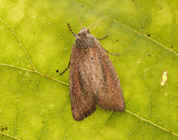 73.142 BF2379 Small Rufous Coenobia rufa
