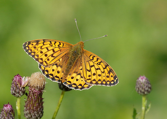 Dark Green Fritillary Argynnis aglaja