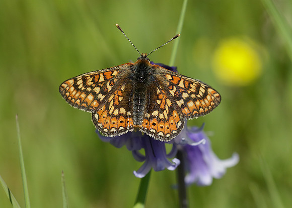 Marsh Fritillary Euphydryas aurinia