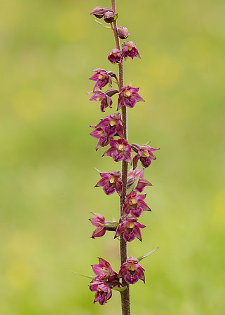 Dark Red Helleborine Epipactis atrorubens
