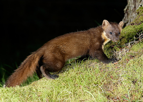 Pine Marten Martes martes