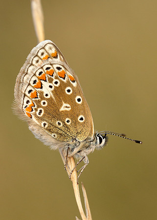 Common Blue Polyommatus icarus