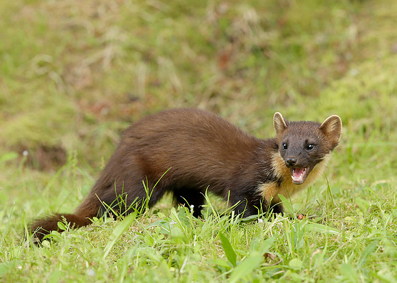 Pine Marten Martes martes