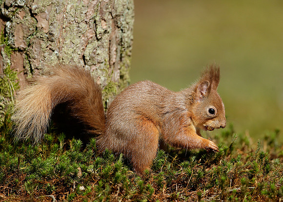 Red Squirrel Sciurus vulgaris