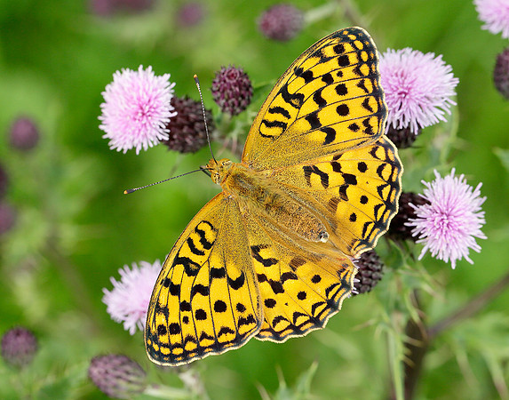 High Brown Fritillary Argynnis adippe