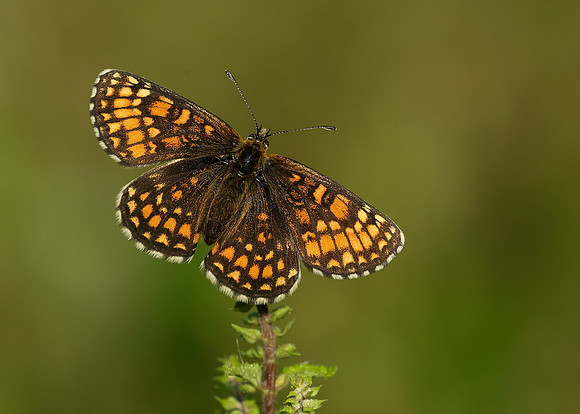 Heath Fritillary Melitaea athalia