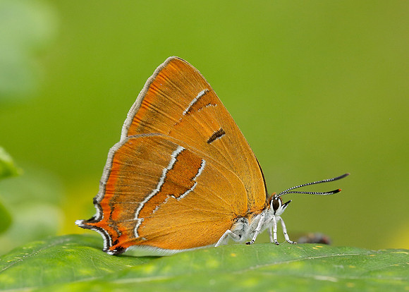 Brown Hairstreak Thecla betulae