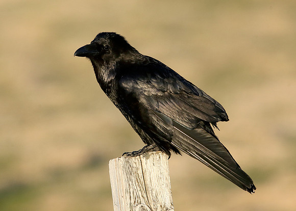 Raven Corvus corax