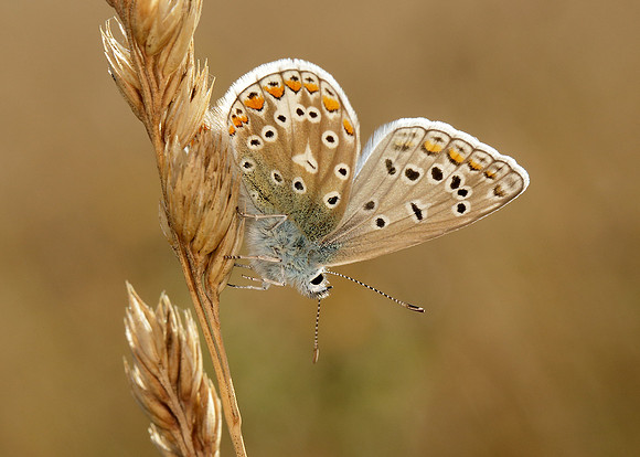 Common Blue Polyommatus icarus