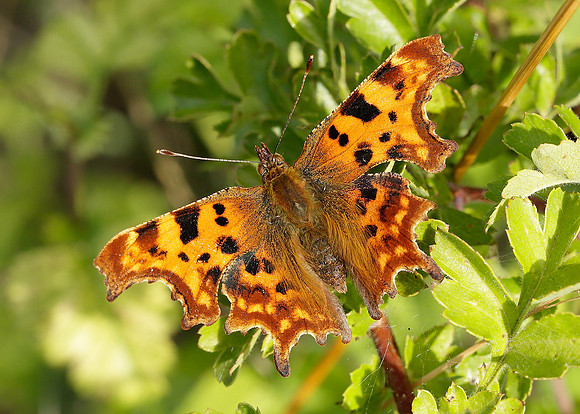 Comma Polygonia c-album
