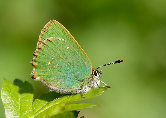 Green Hairstreak Callophrys rubi
