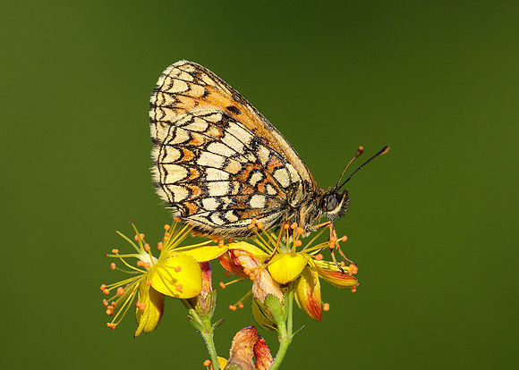 Heath Fritillary Melitaea athalia