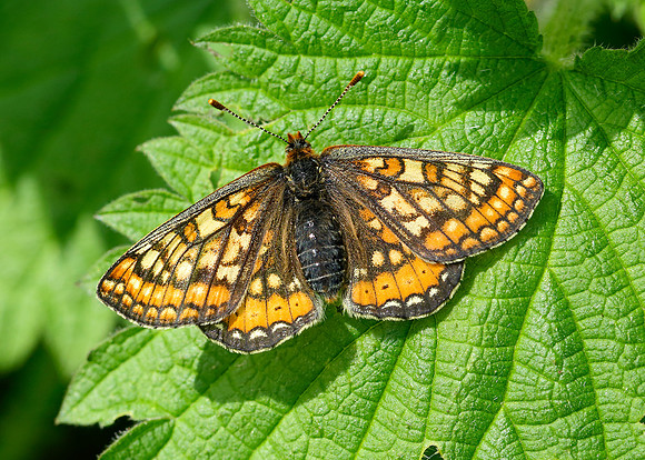 Marsh Fritillary Euphydryas aurinia