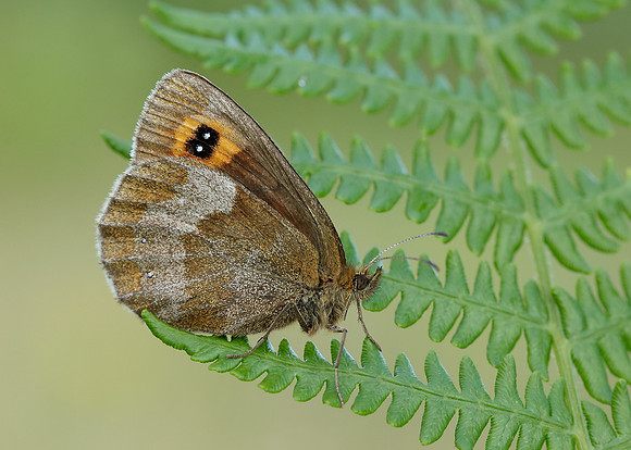 Scotch Argus Erebia aethiops