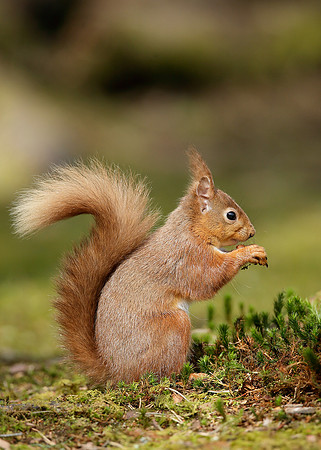 Red Squirrel Sciurus vulgaris