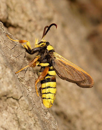 52.002 BF0370 Hornet Moth Sesia apiformis