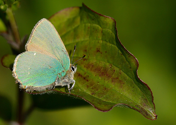 Green Hairstreak Callophrys rubi