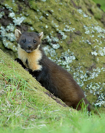 Pine Marten Martes martes