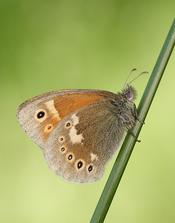 Large Heath Coenonympha tullia polydama