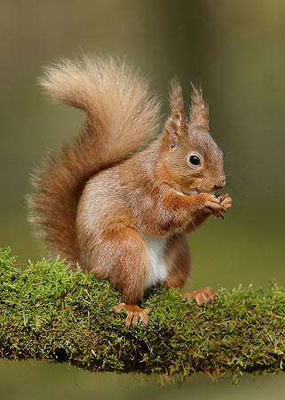 Red Squirrel Sciurus vulgaris