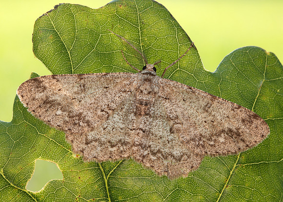 70.268 BF1944 Pale Oak Beauty Hypomecis punctinalis