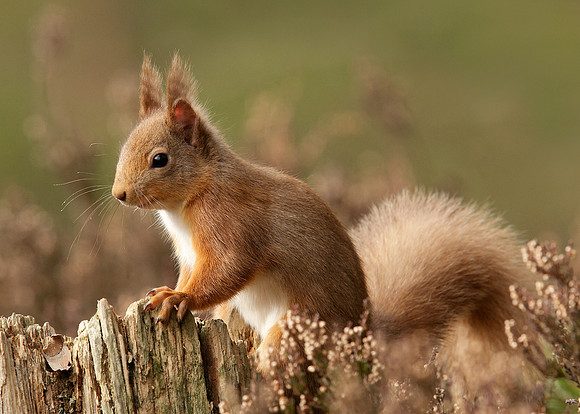 Red Squirrel Sciurus vulgaris