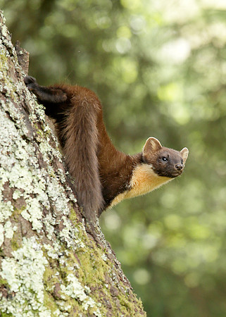 Pine Marten Martes martes