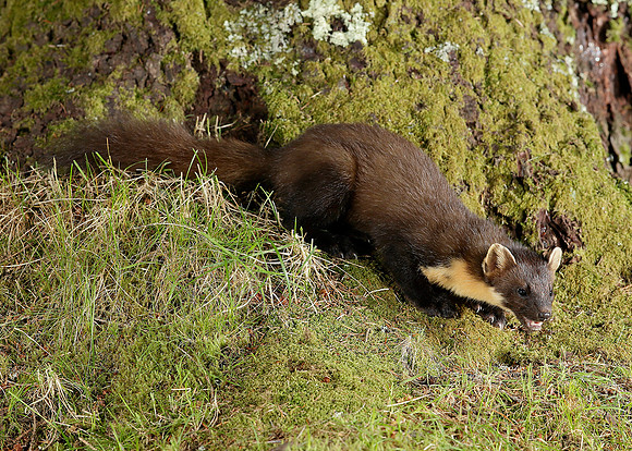 Pine Marten Martes martes