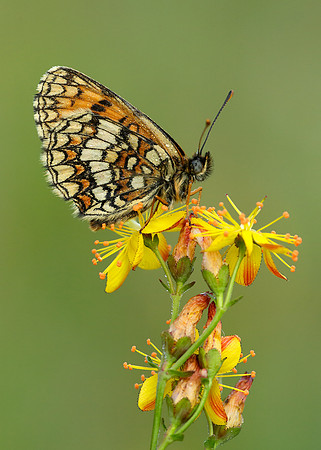 Heath Fritillary Melitaea athalia