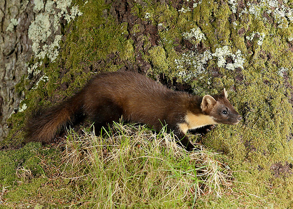 Pine Marten Martes martes