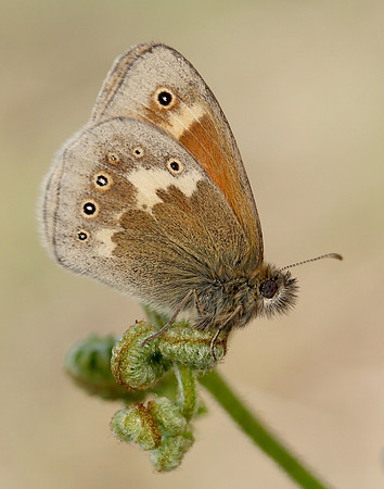 Large Heath Coenonympha tullia polydama