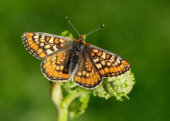 Marsh Fritillary Euphydryas aurinia