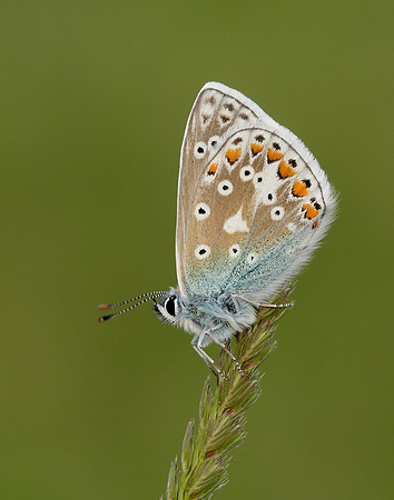 Common Blue Polyommatus icarus