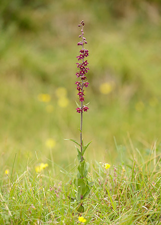 Dark Red Helleborine Epipactis atrorubens