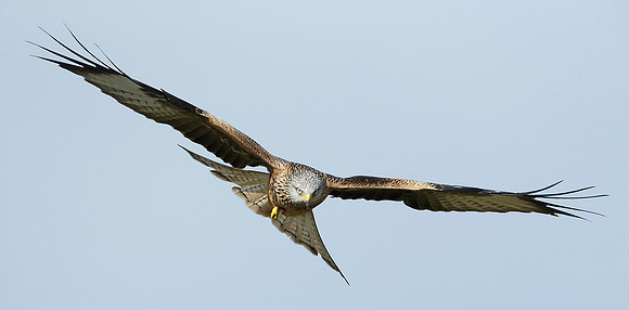Red Kite Milvus milvus