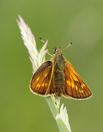 Large Skipper Ochlodes venata