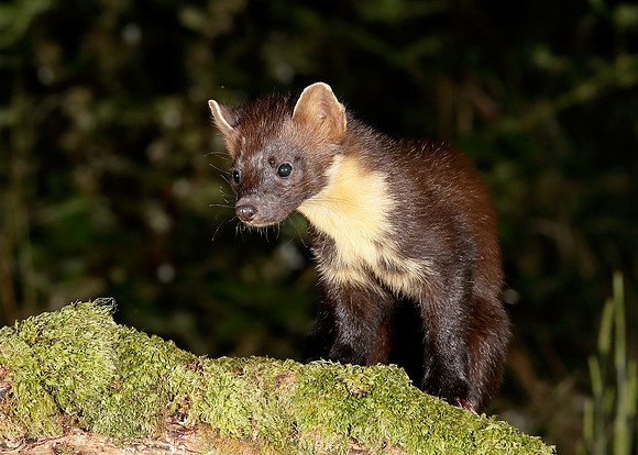 Pine Marten Martes martes