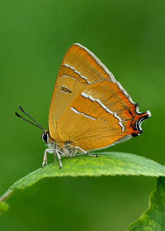Brown Hairstreak Thecla betulae