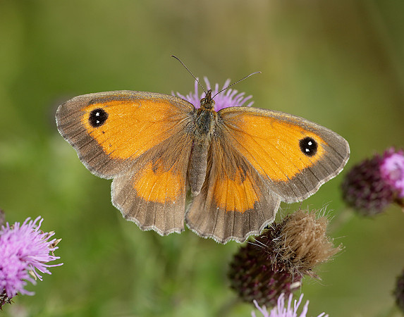 Gatekeeper Pyronia tithonus