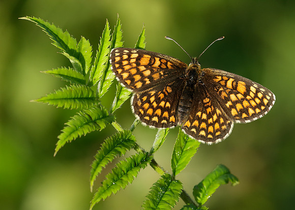 Heath Fritillary Melitaea athalia