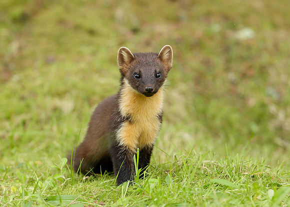 Pine Marten Martes martes