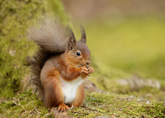 Red Squirrel Sciurus vulgaris