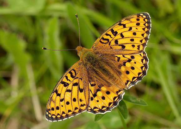 Dark Green Fritillary Argynnis aglaja