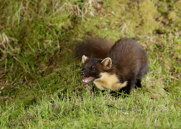 Pine Marten Martes martes