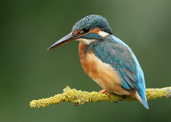 Kingfisher Alcedo atthis