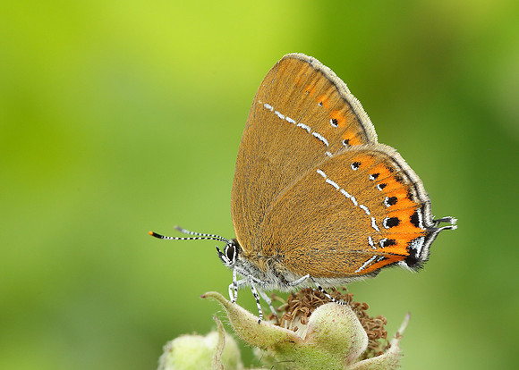 Black Hairstreak Satyrium pruni