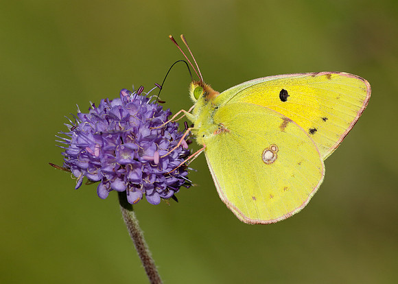 Clouded Yellow Colias croceus
