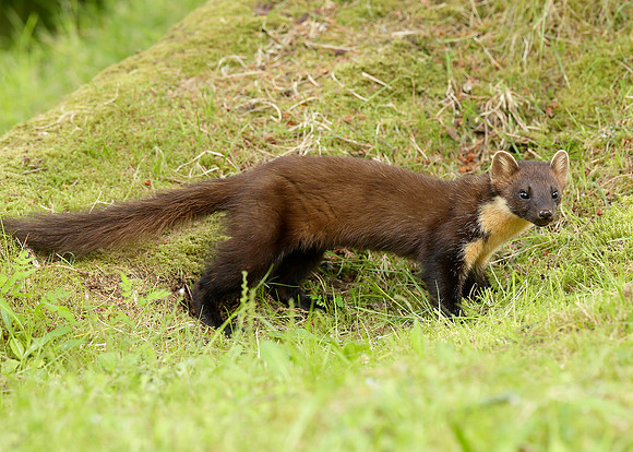 Pine Marten Martes martes